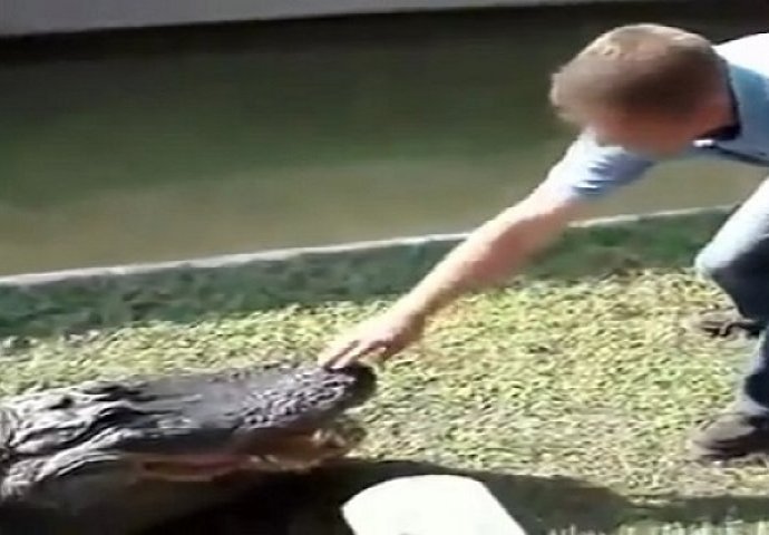 Udarao je krokodila po njušci i gurao mu ruku u usta, pogledajte kako mu je životinja odgovorila (VIDEO)