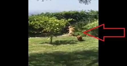 Njeni psi su uporno lajali na nešto u dvorištu: Kada je izašla iz kuće, pao joj je mrak na oči (VIDEO)