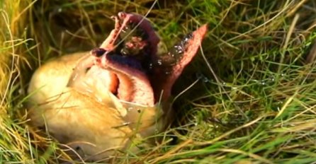 Pronašao je jaje u dvorištu, a onda je počelo da puca: Iz njega je izašlo nešto BIZARNO! (VIDEO)