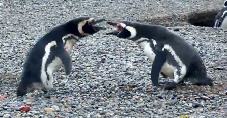 Video koji je osvojio internet: Ovako izgleda kada se pingvini potuku zbog LJUBAVI!