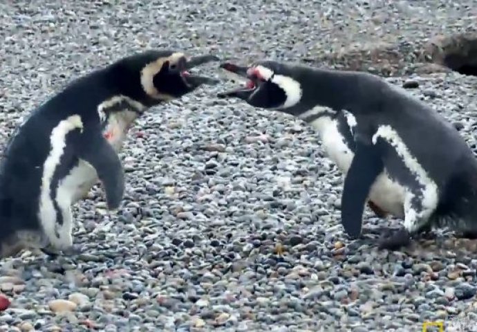Video koji je osvojio internet: Ovako izgleda kada se pingvini potuku zbog LJUBAVI!