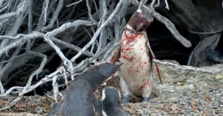 Pingvin se vratio kući i zatekao ženku s drugim! Tada je nastala brutalna tuča, a evo koga je na kraju odabrala (VIDEO)