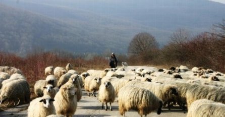 Pelagićevo: Mina ubila mladog pastira 