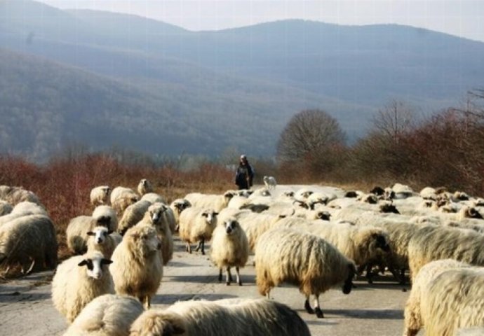 Pelagićevo: Mina ubila mladog pastira 
