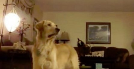 Pogledajte kako pas Oscar reaguje kada čuje vlasnicu kako svira klavir (VIDEO)