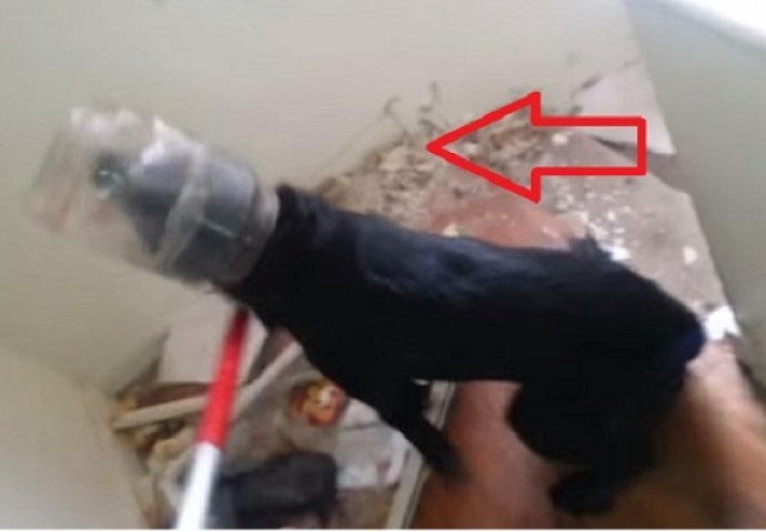 U napuštenoj kući je pronašao psa s plastičnom posudom na glavi, nećete vjerovati šta se zatim desilo (VIDEO)