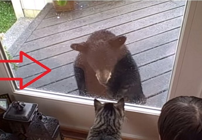 Mačka je čula zvukove na terasi i nećete vjerovati koga su tamo pronašli (VIDEO)