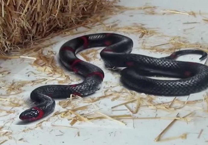 Poigravao se sa zmijom otrovnicom: Nije ni slutio da će njegov trik oduševiti milione (VIDEO)
