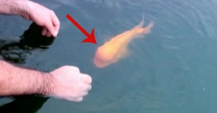 Ova riba nije kao sve ostale: Kada vidite kako reaguje na ovog čovjeka, ostat ćete bez teksta (VIDEO)