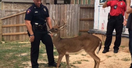 Dva dana nakon što ga je policajac spasio, jelen mu se zahvalio na poseban način (VIDEO)