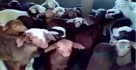 Da vam krenu suze na oči: Urnebesna slatka jagnjad imitiraju vlasnika (VIDEO)