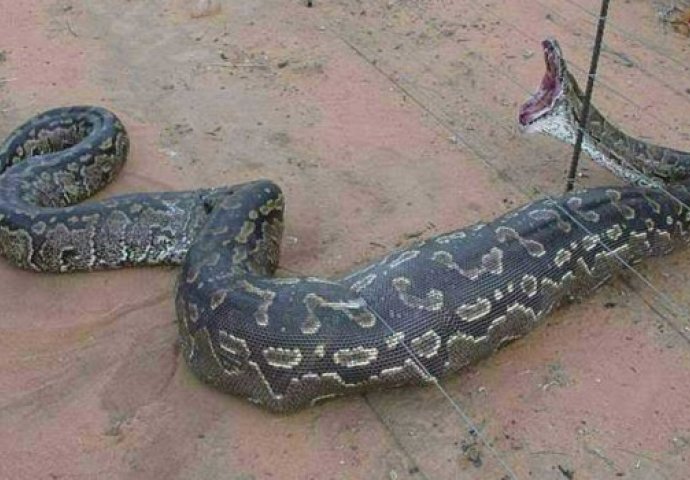 Na ovo niko nije bio spreman: Mislili su da je zmija progutala tele, ali ono što su pronašli je 100 puta gore! (VIDEO)