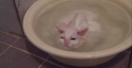 Ova mačka uživa u toploj kupki, a pogledajte kako reaguje kada je vrijeme da izađe van (VIDEO)