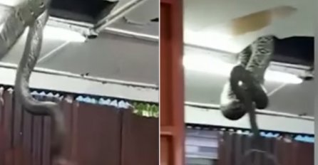 Jezivo: Gosti u restoranu se zaledili kad su vidjeli zmiju od 6 metara kako dolazi iz plafona (VIDEO)