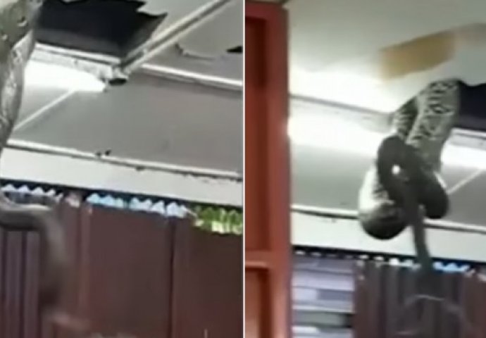 Jezivo: Gosti u restoranu se zaledili kad su vidjeli zmiju od 6 metara kako dolazi iz plafona (VIDEO)