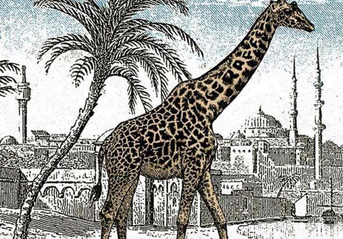 Mozgalica koja je zaludila internet: Svi vide jednu žirafu, ali gdje je druga? (FOTO)