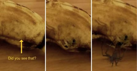 Dobro pogledajte šta mu se dogodilo: Htio je da pojede bananu, a onda je primjetio nešto čudno (VIDEO)