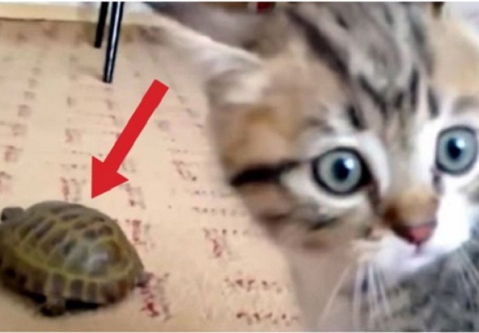 Novi prijatelj dolazi kući, morate pogledati urnebesnu reakciju mačke (VIDEO)