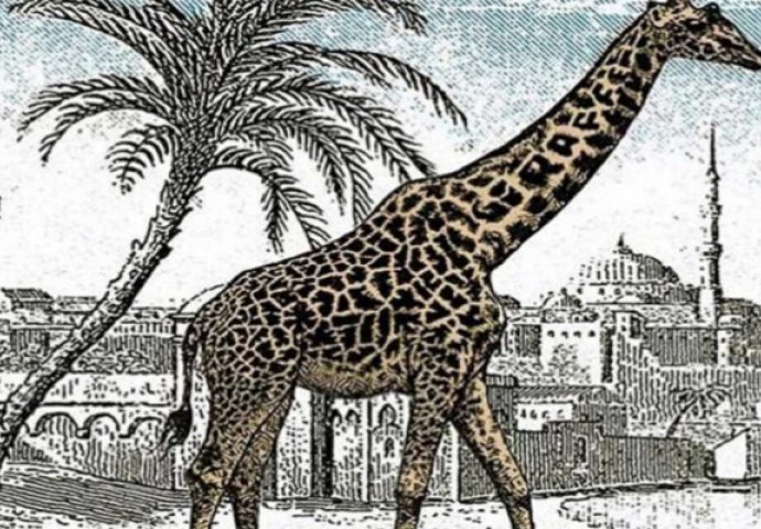 Svi korisnici su vidjeli jednu žirafu, ali možete li uočiti gdje je druga?(FOTO)