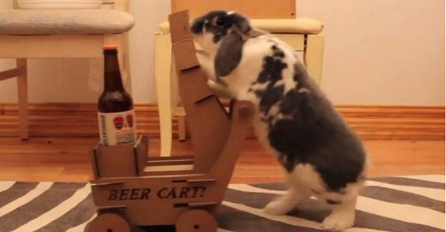 Ovo je jedini zec na svijetu koji po narudžbi donosi pivo (VIDEO)