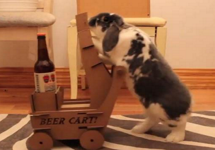 Ovo je jedini zec na svijetu koji po narudžbi donosi pivo (VIDEO)
