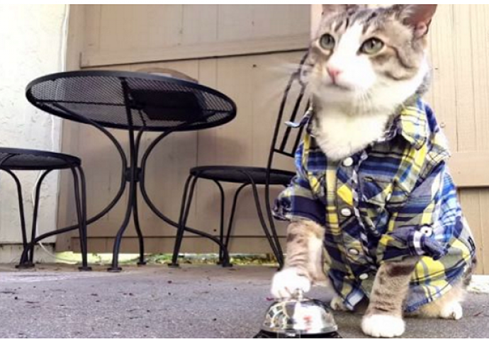 Upoznajte Pekana, mačka koji stiska zvonce sve dok ga ne nahrane (VIDEO)