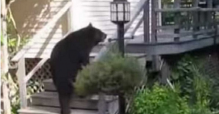 Kada vidite kako je ova domaćica otjerala medvjeda, nećete se prestati smijati (VIDEO)