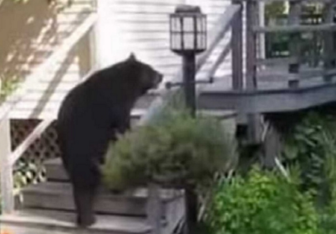 Kada vidite kako je ova domaćica otjerala medvjeda, nećete se prestati smijati (VIDEO)