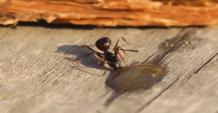 Mrav se odvalio od jedne kapi votke, pogledajte kako jadničak tetura (VIDEO)