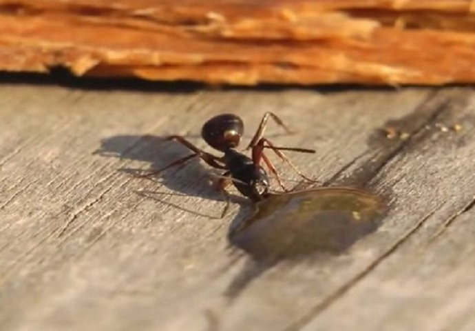 Mrav se odvalio od jedne kapi votke, pogledajte kako jadničak tetura (VIDEO)