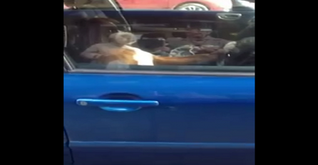 Par ostavio psa u autu, a on svirao sve dok se nisu vratili (VIDEO)