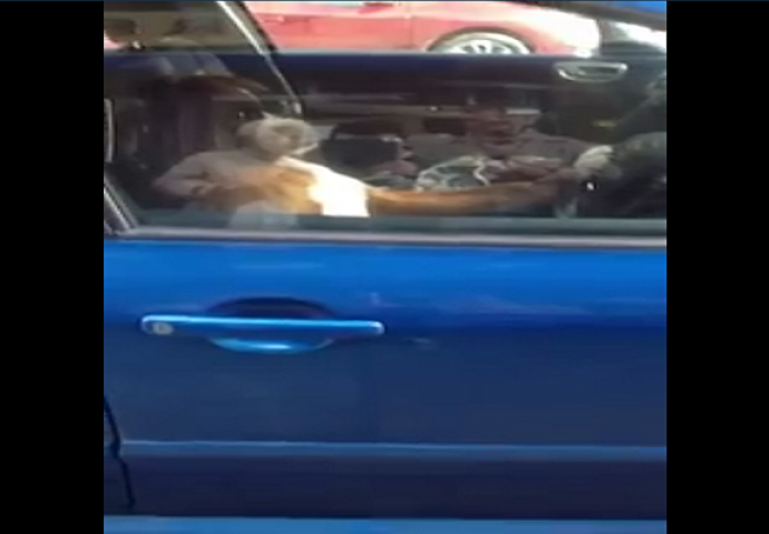 Par ostavio psa u autu, a on svirao sve dok se nisu vratili (VIDEO)