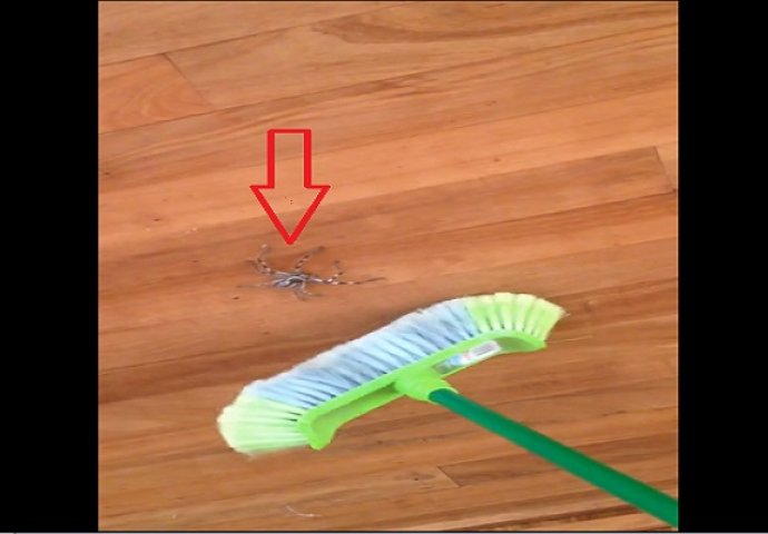 Ganjao je ogromnog pauka po plafonu četkom za čišćenje, pogledajte šta će uslijediti na 0:14 (VIDEO)