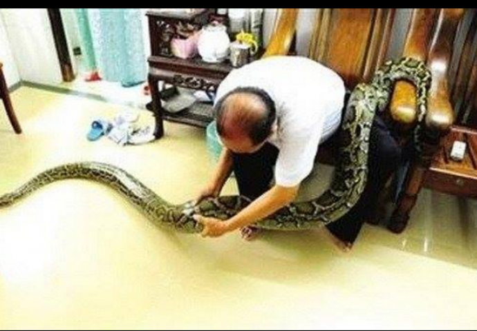 Živi sa džinovskim pitonom kojeg tretira kao rođeno dijete (FOTO)