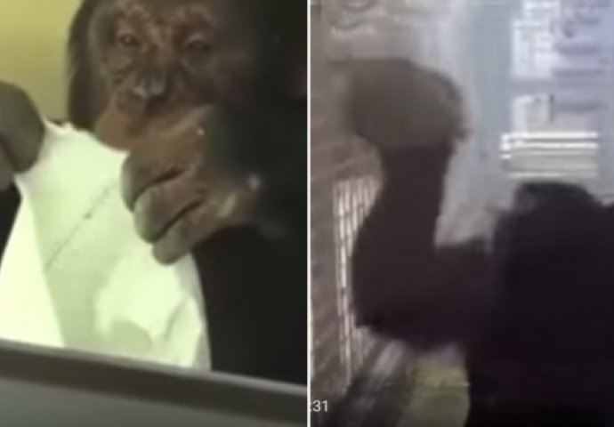 Ova šimpanza obožava da joj kuća bude besprijekorno čista  (VIDEO)