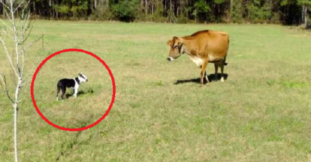 Ovaj mali pas prišao je kravi i počeo zuriti u nju, ono što je uslijedilo nasmijalo je milione (VIDEO)