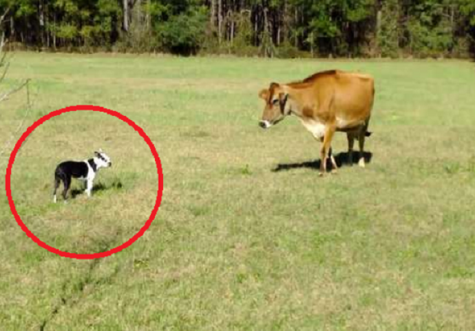 Ovaj mali pas prišao je kravi i počeo zuriti u nju, ono što je uslijedilo nasmijalo je milione (VIDEO)