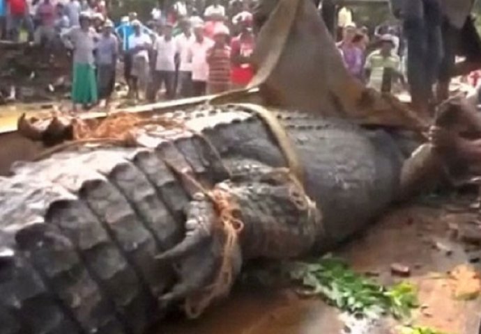 Htjeli su da spase krokodila, no nisu znali da će naletjeti na čudovište od jedne tone (VIDEO)