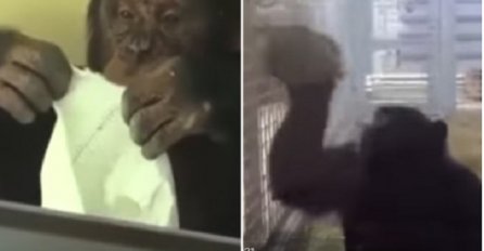Ova čimpanza toliko voli svoju kuću da ne može da prestane da je čisti (VIDEO)
