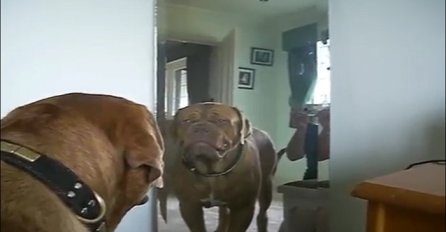 Pas se prvi put ugledao u ogledalu, pogledajte njegovu preslatku reakciju na to (VIDEO)