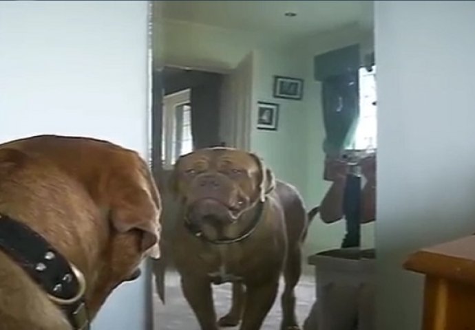 Pas se prvi put ugledao u ogledalu, pogledajte njegovu preslatku reakciju na to (VIDEO)