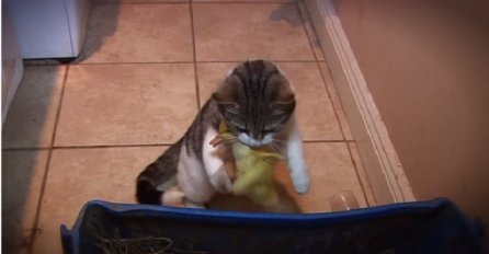 Mačka je hranila svoje mačiće, a onda su naišli mali pačići i nešto neviđeno se desilo (VIDEO)