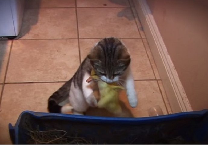 Mačka je hranila svoje mačiće, a onda su naišli mali pačići i nešto neviđeno se desilo (VIDEO)