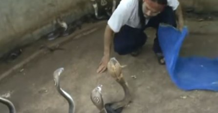 Ušao u jazbinu kobri, a kad mu je jedna pokazala neposlušnost, jednostavno je ovo uradio! (VIDEO)