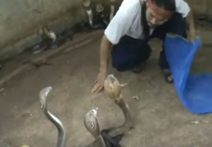 Ušao u jazbinu kobri, a kad mu je jedna pokazala neposlušnost, jednostavno je ovo uradio! (VIDEO)