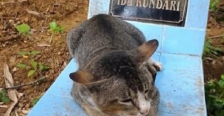 Maca slomljenog srca: Godinu dana živi na grobu svoje vlasnice gdje tužno mijauče (VIDEO)