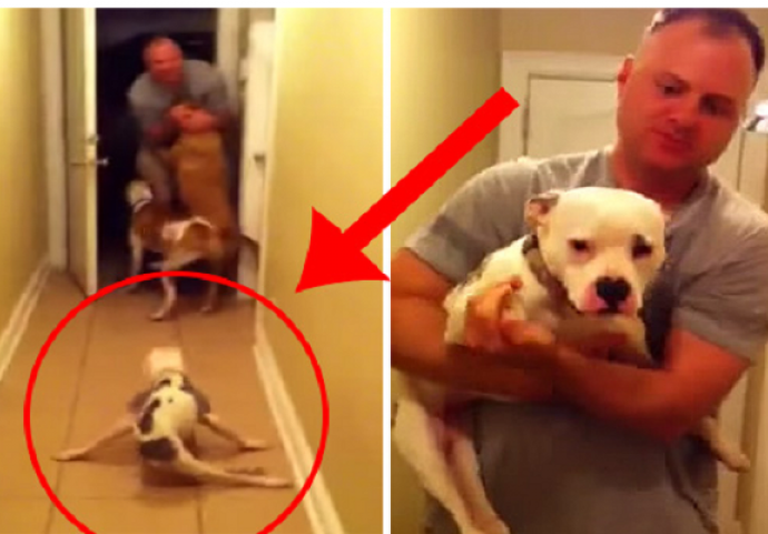 Ovako paralizirni pas dočekuje vlasnika koji se vraća kući nakon 6 mjeseci (VIDEO)