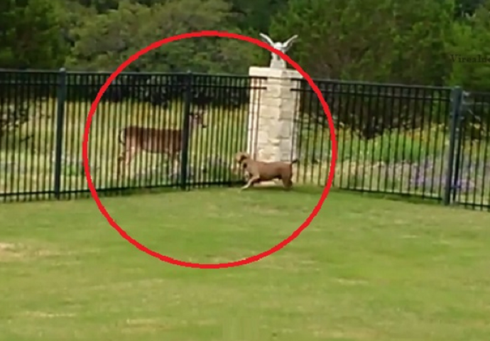 Pit Bull je primjetio srnu kod ograde, a onda se desilo nešto sasvim neočekivano (VIDEO)