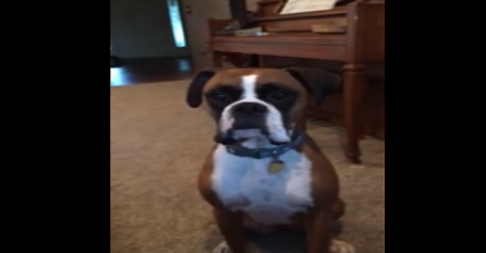 Vlasnica mu je rekla da ne može ležati na novom kauču, a reakciju psa ne smijete propustiti (VIDEO)