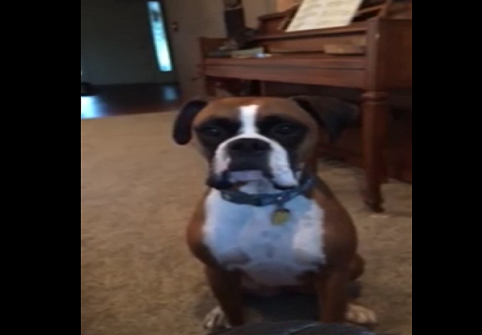 Vlasnica mu je rekla da ne može ležati na novom kauču, a reakciju psa ne smijete propustiti (VIDEO)